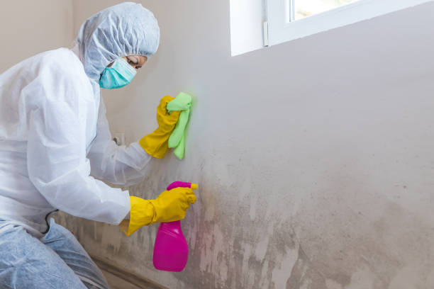 Best Industrial Mold Remediation  in Thoreau, NM