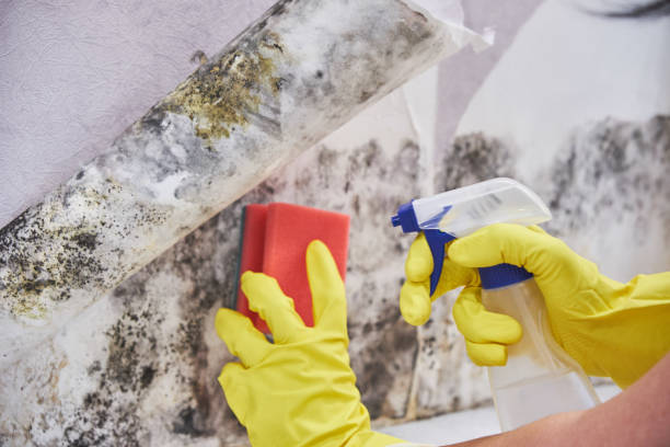 Best Mold Remediation for Healthcare Facilities  in Thoreau, NM